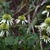 Fall_garden_color_22.small