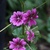 Fall_garden_color_18.small