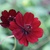 Fall_garden_color_27.small