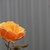 Fall_garden_color_29.small