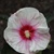 Fall_garden_color_23.small