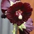 Fall_garden_color_21.small