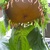 Sunflowers_1.small