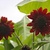 Sunflowers_3.small