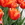 Tulips: Tulipa 'Orange Monarch'