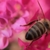 6295ca.small