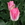 Tulips: Tulipa 'Dynasty'