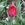 Tulips: Tulipa 'Atilla Graffiti'