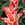 Tulips: Tulipa 'Plaisir'