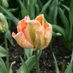 Tulips_tulipa_salmon_parrot-2