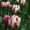 Tulips_tulipa_rem_s_sensation-5