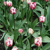Tulips_tulipa_rem_s_sensation-5