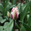 Tulips_tulipa_rem_s_sensation-5