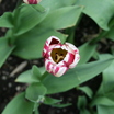 Tulips_tulipa_rem_s_sensation-5