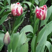 Tulips_tulipa_rem_s_sensation-5