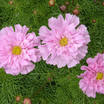 Cosmos_cosmos_bipinnatus_rose_bon_bon-1.thumb