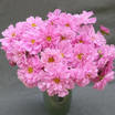 Cosmos_cosmos_bipinnatus_rose_bon_bon-2.thumb