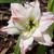 Amaryllis_hippeastrum_aphrodite-2.medium.small