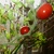 Solanum_lycopersicum_super_bush_renee_s_garden_the_indoor_garden_er_digthedirt.small