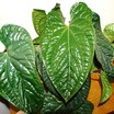 Anthurium radicans x dresslerii