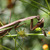 Mantis_3