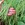 Beans: Phaseolus vulgaris 'Rolande'
