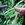 Beans: Phaseolus vulgaris 'Musica'