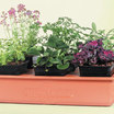 Emilys_garden_2.thumb