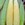 Corn: Zea mays 'Casino'