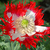 Papaver_danebrog_close_poppy.small