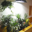 Metal-halide-grow-light.thumb