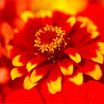 Zinnias_zinnia_haageana_old_mexico-2