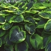 Perennials