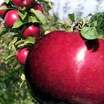 Apples_malus_domestica_starkspur_r_ultramac_tm-2
