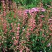 Perennials