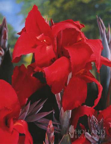 Cannas_canna_x_black_knight.full