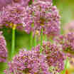 Cut Flowers & Flower Arranging