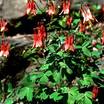 Perennials