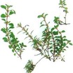 Herbs