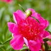 Perennials