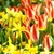 Bulbs_in_drifts_and_clumps.small