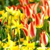 Bulbs_in_drifts_and_clumps