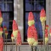 Perennials