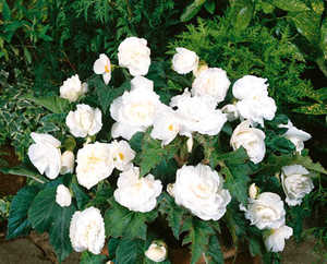 Begonia, New Star White