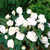 Begonias: Begonia 'New Star White'