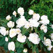 Begonias