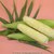 Corn-bonjour1.small