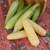 Corn-bonjour3.small