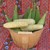 Corn-bonjour2.small