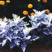 Annuals_senecio_cineraria_silver_dust-1
